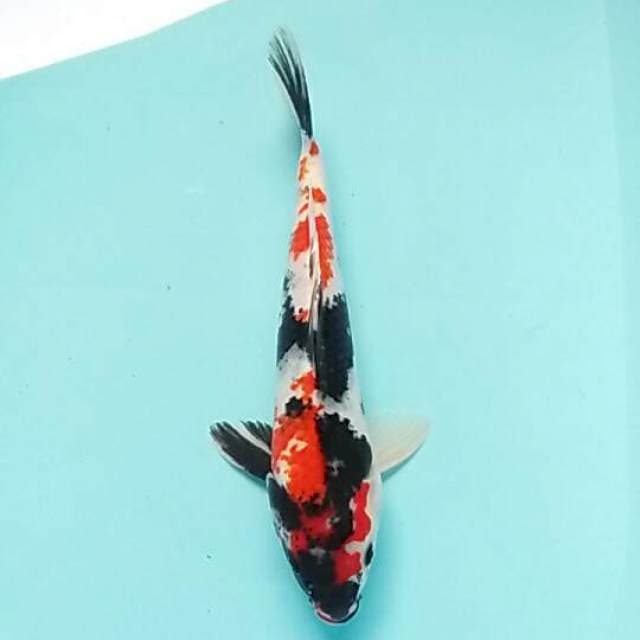 Showa sansoku