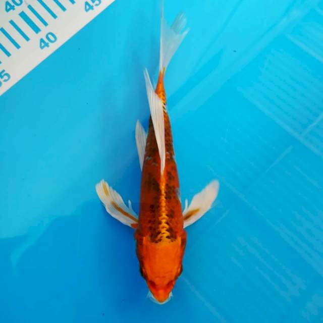 Kujaku