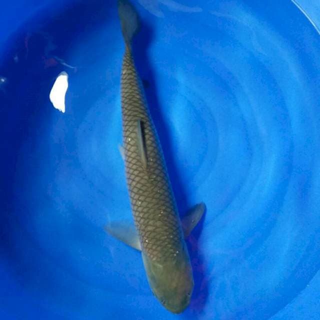 62CM GRASSCARP. (Sahabat koi)