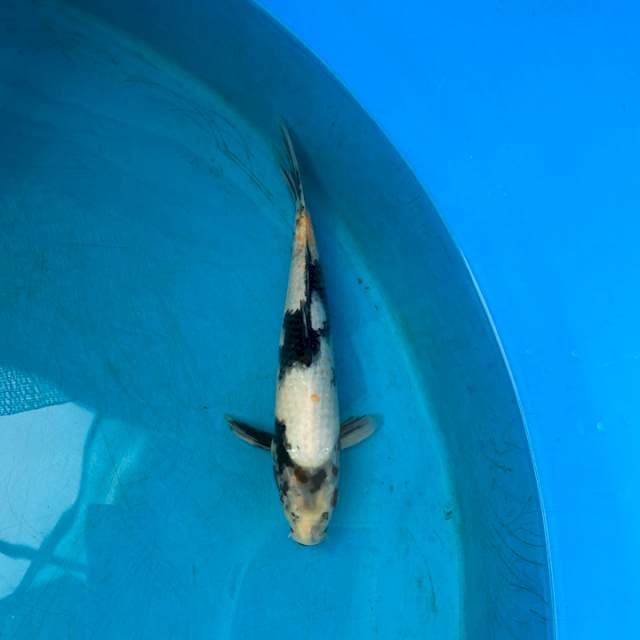Omosako serti breeder