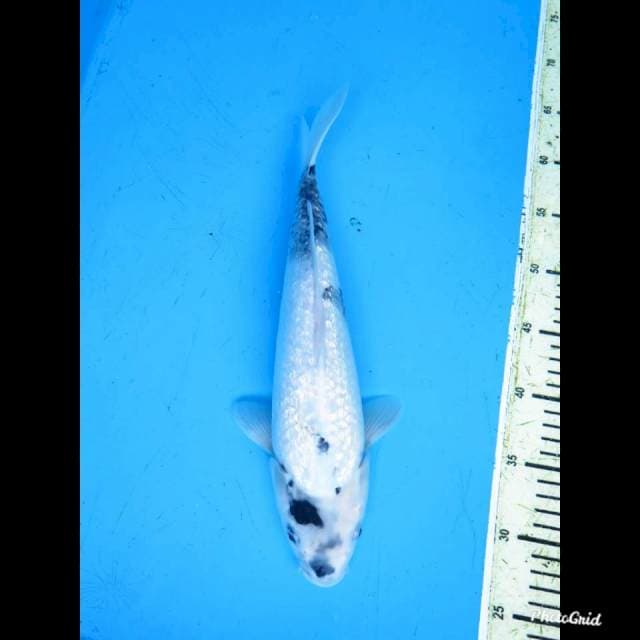 35cm Female , Shiro Full Ginrin ,No Bocor