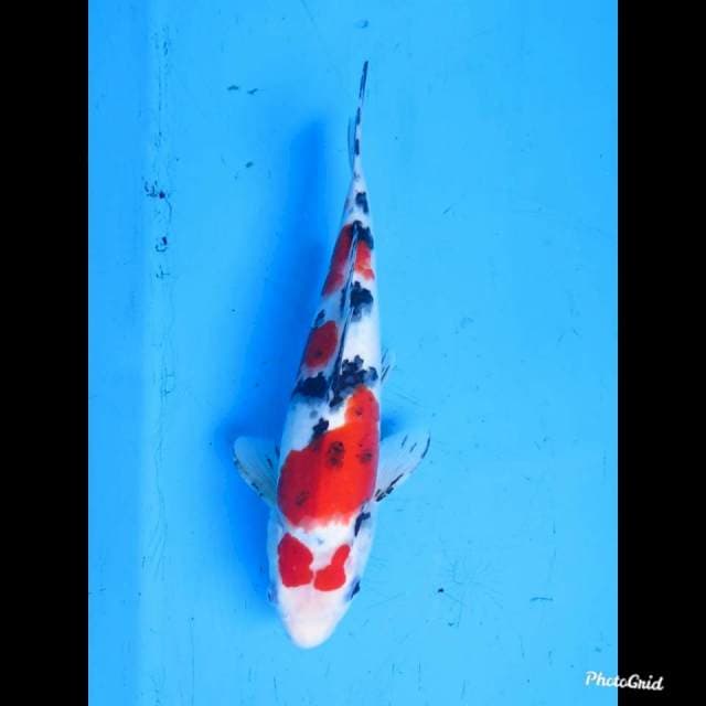 29cm , Male , Red Sakura Sanke 
