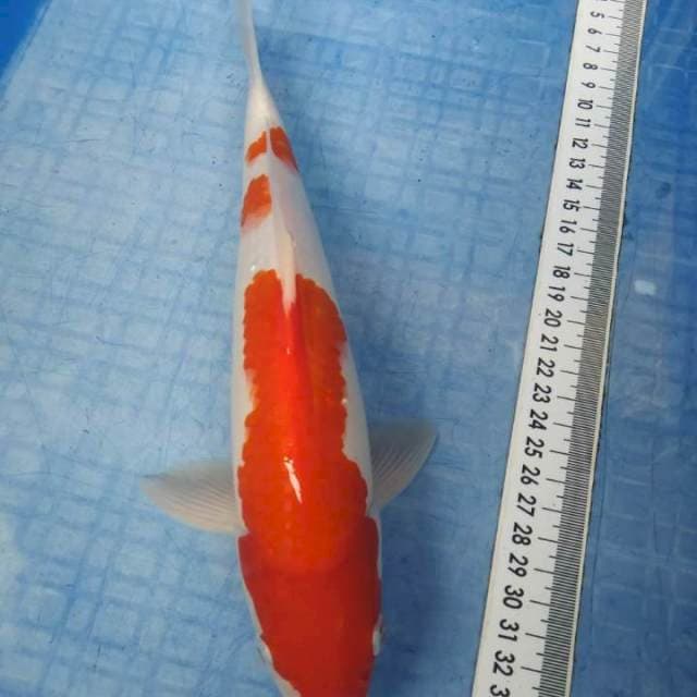 Kohaku 27