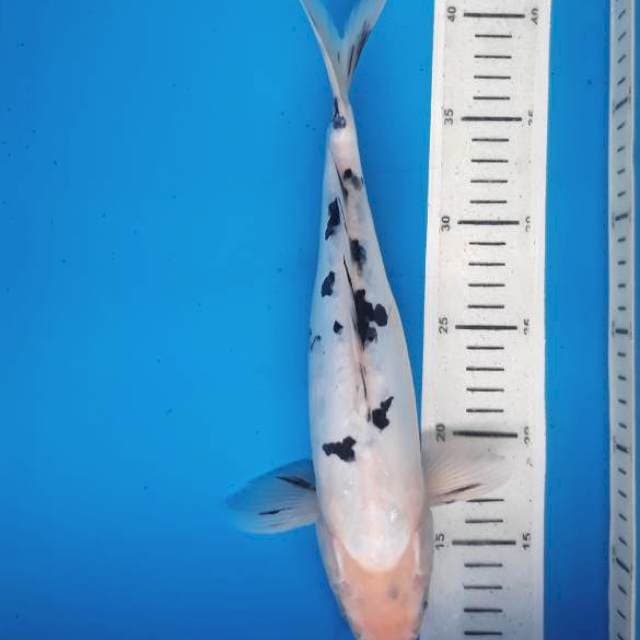 Beko doit 31cm