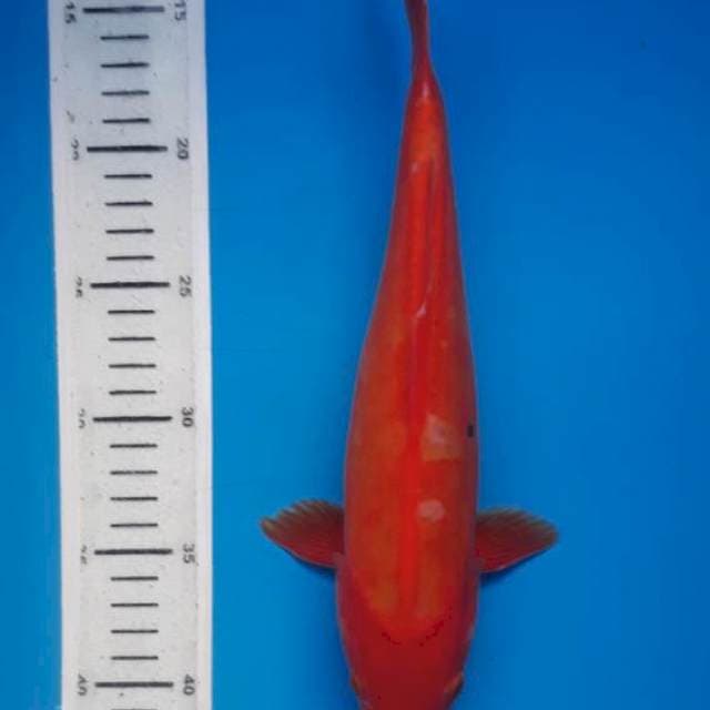 Benigoi doit 29cm