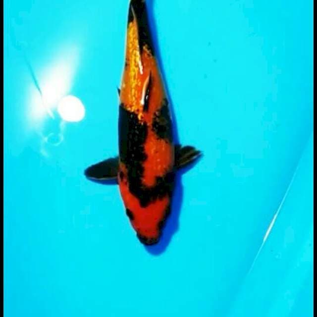 Utsuri gindrin 28cm