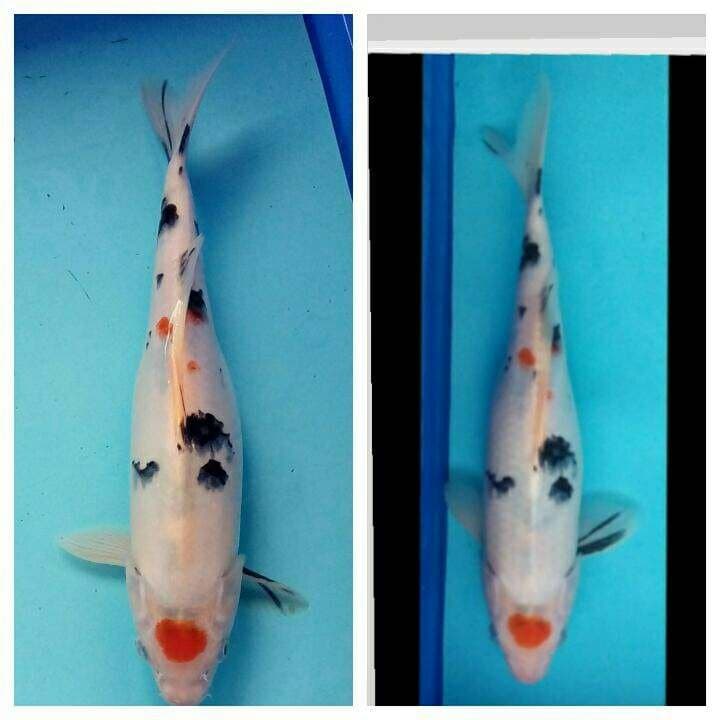 Marujaya 30 cm