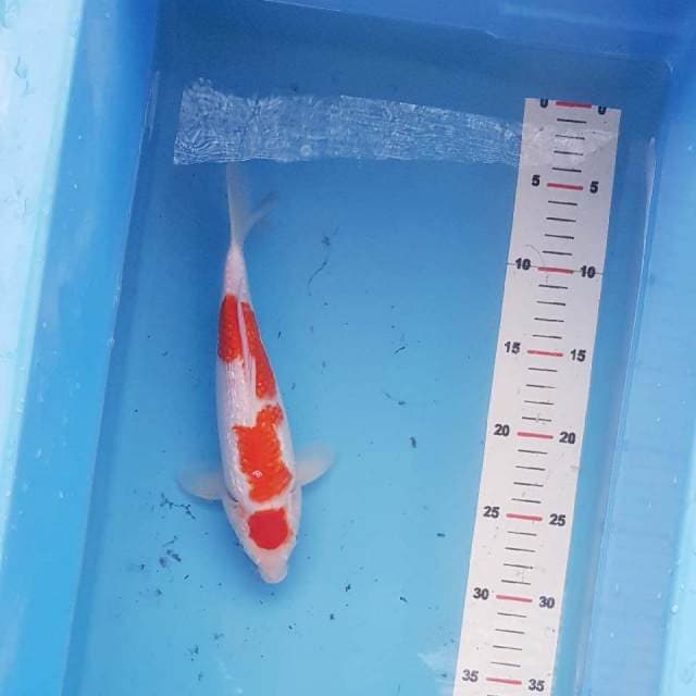 Kohaku Ginrin