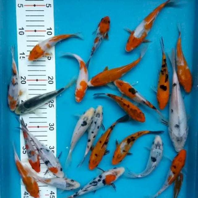 Mix koi 25 ekor