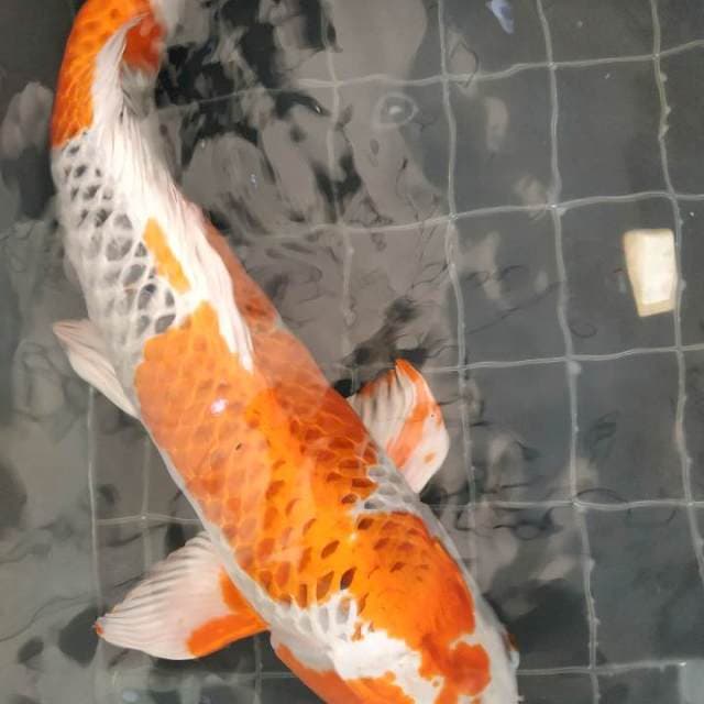 Kujaku 60 CM