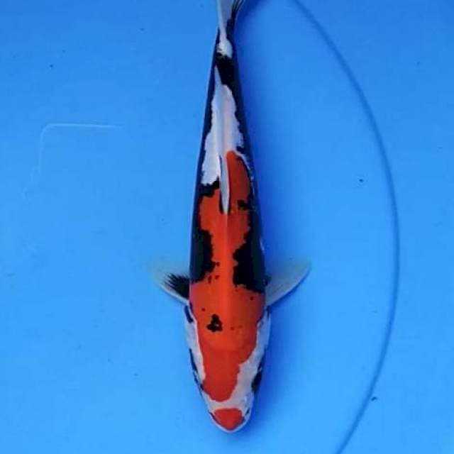 Kumonryu mantap 24 cm