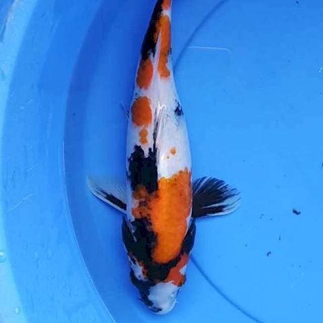 Showa juozz 35 cm