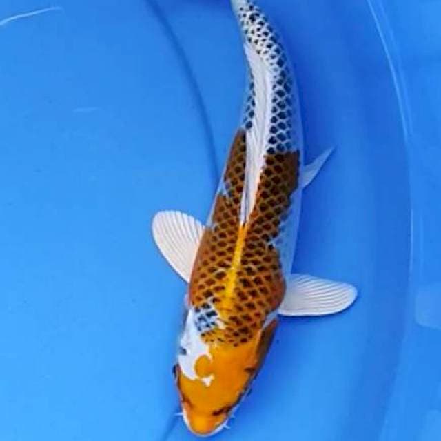 Kujaku 25 cm