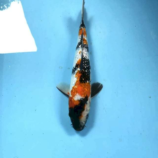 Showa Ginrin, 27 cm