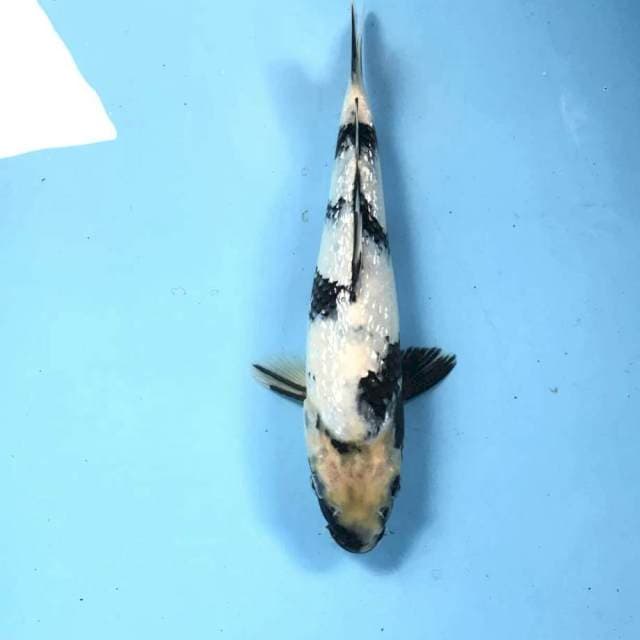Shiro Ginrin, 25 cm