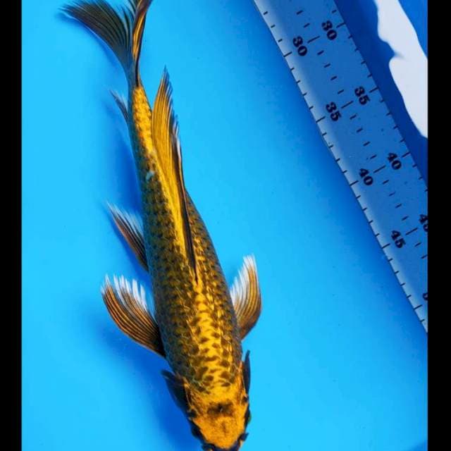 Kumpay strong kawari ginrin 33cm
