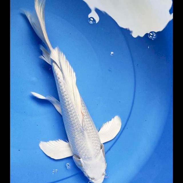 Kumpay good platinum 31cm