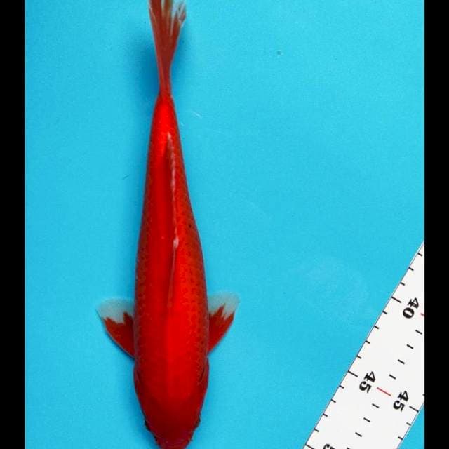 Super red 25cm male