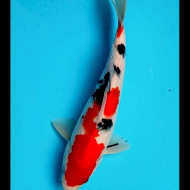 Sanke strong 23cm male
