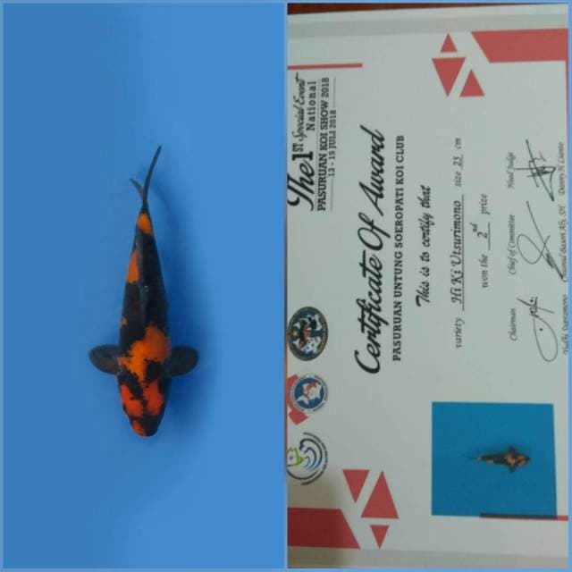 Hi UTSURI QUALITY + SERTI JUARA
