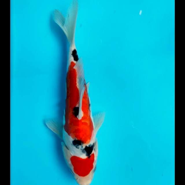 Doitsu maruten 23cm male