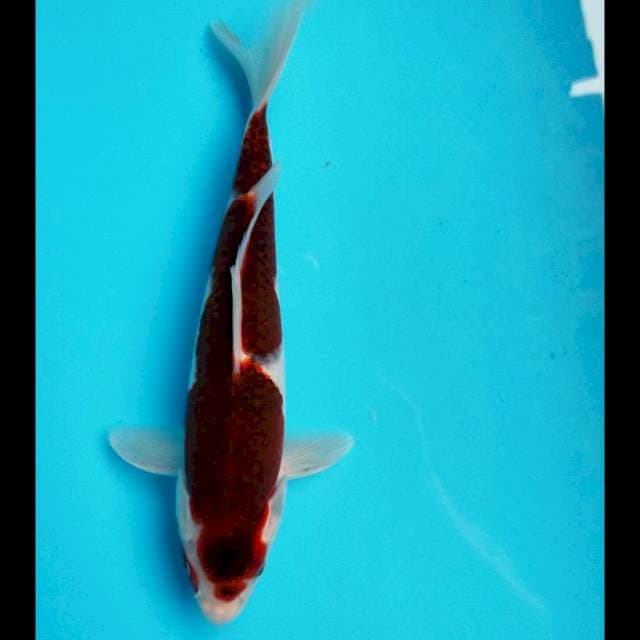 Budho goromo 25cm male