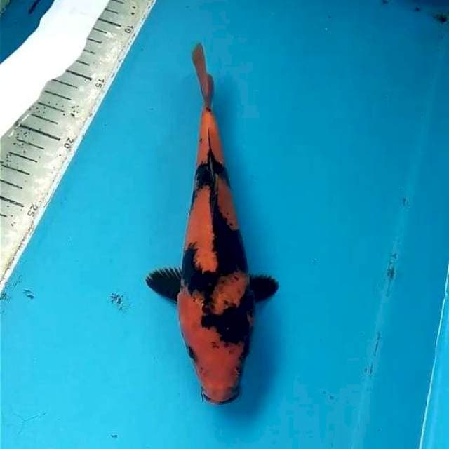 Utsuri 22cm