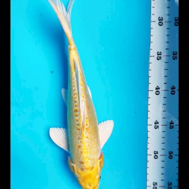 Ogon aragoke 27cm male