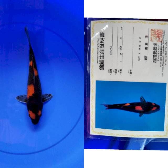 Showa KOSHIJI serti