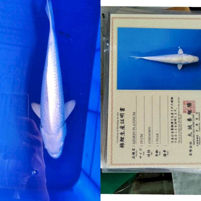Platinum MARUSEI serti