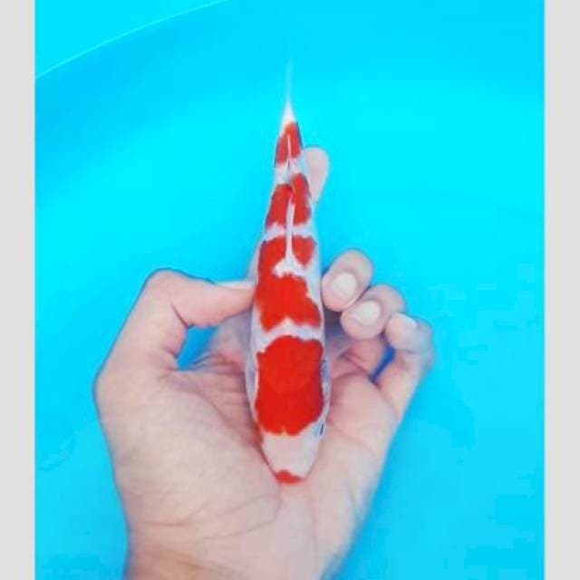 Super kohaku merah strong abis ⭐⭐⭐⭐⭐
