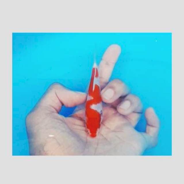 Kohaku inazuma strong 15cm ⭐⭐⭐⭐