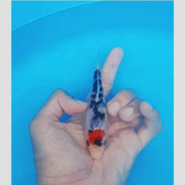 Original tancho showa15cm