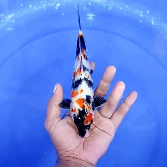 1. Kindai Showa || 22 cm