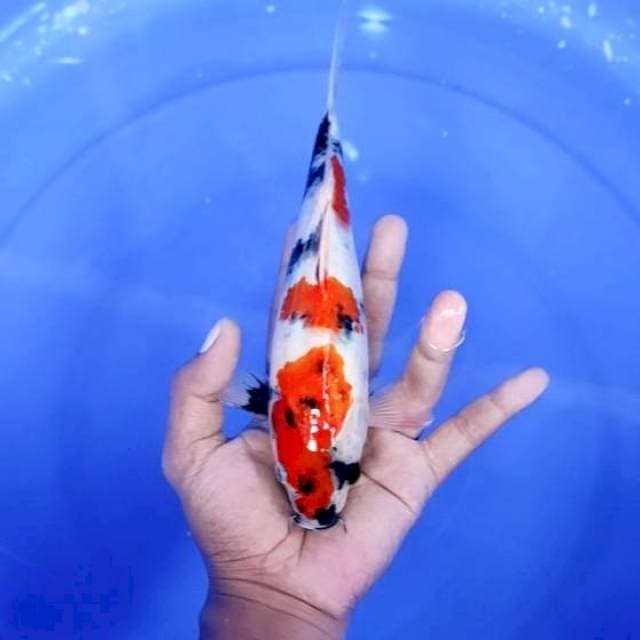 2. Kindai Showa || 23 cm