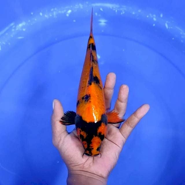 5. Utsuri || 26 cm