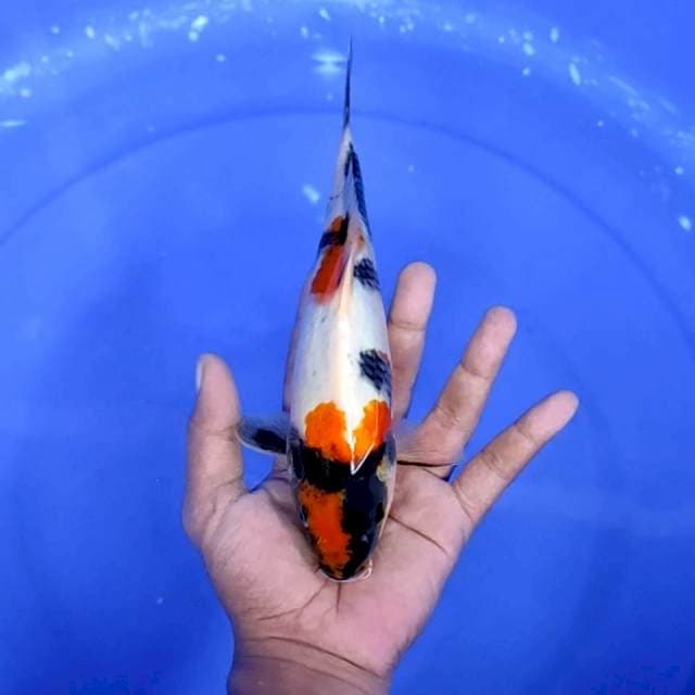 6. Kindai Showa || 24 cm