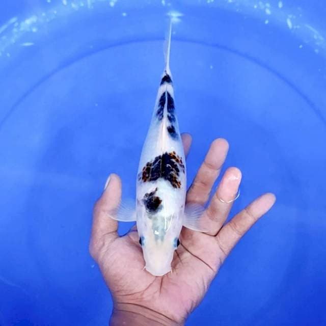 8. Goromo || 24 cm