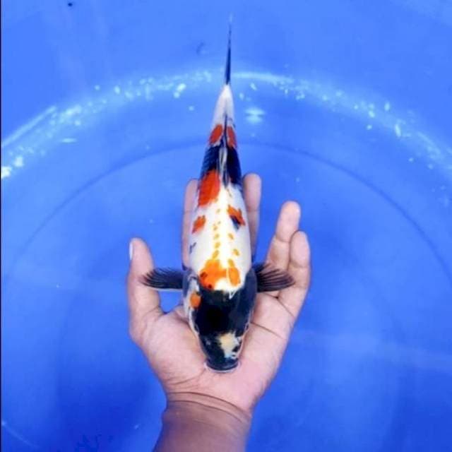 9. Kindai Showa || 28 cm