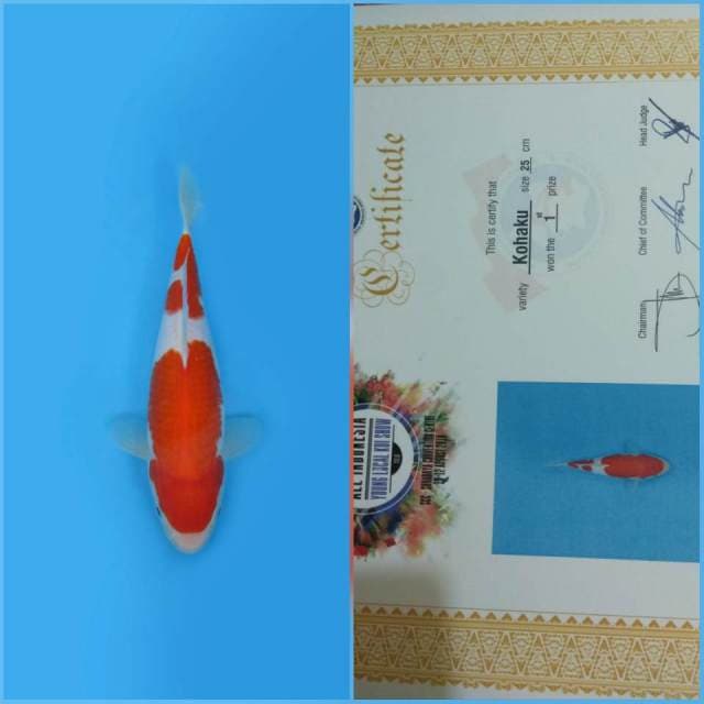 KOHAKU QUALITY + SERTI JUARA 1 ALL YOUNG SURABAYA