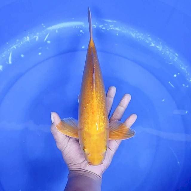 16. Karashi Ginrin || 36 cm || Jantan