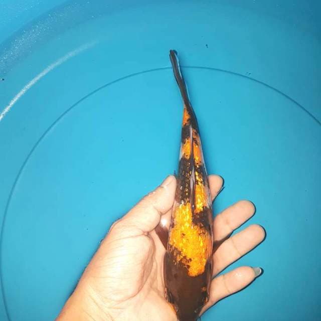 HI UTSURI FULL GHINRIN
