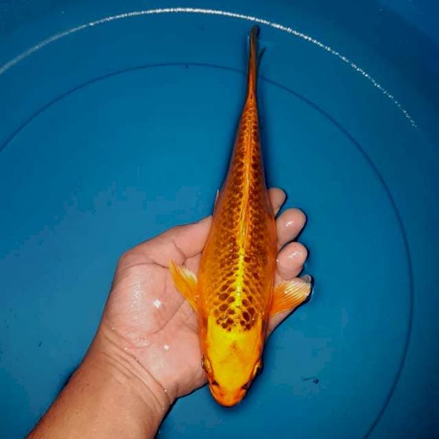 Matsuba ndut