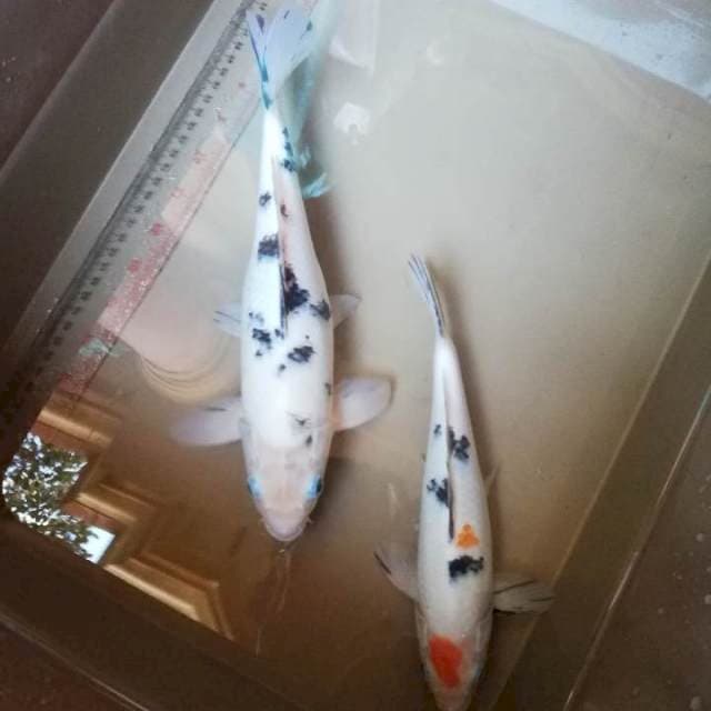 Shiro dan sanke