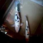 Shiro dan sanke