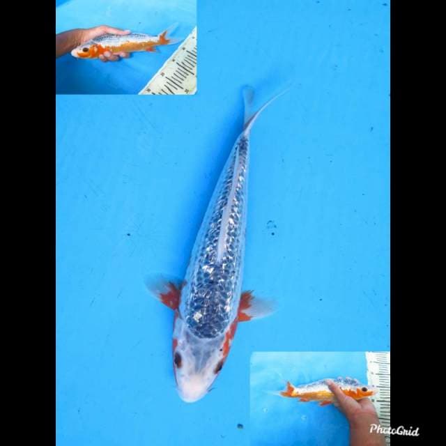 27cm male , Asagi Full Ginrin