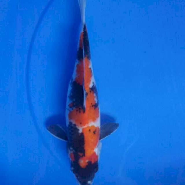 Showa 29 cm