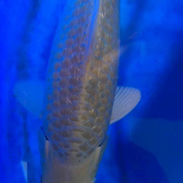 Yamabuki ogon 20Cm