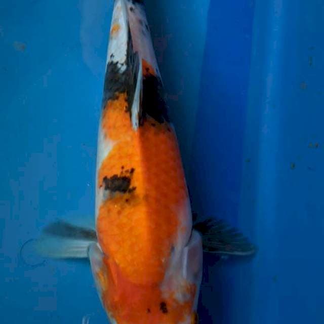 Showa 35cm