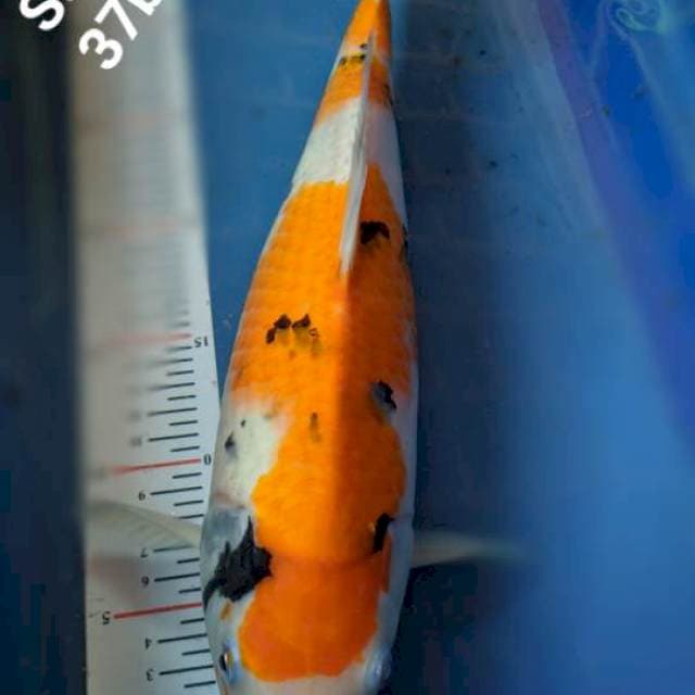 Showa 37cm
